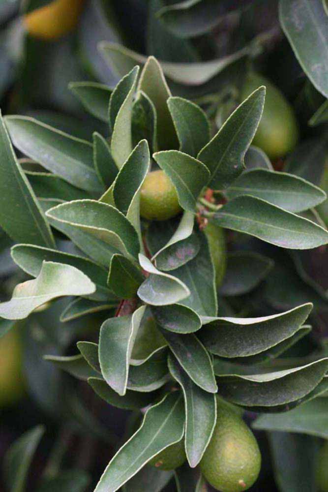              Sun leaves (Riverside, CA)       